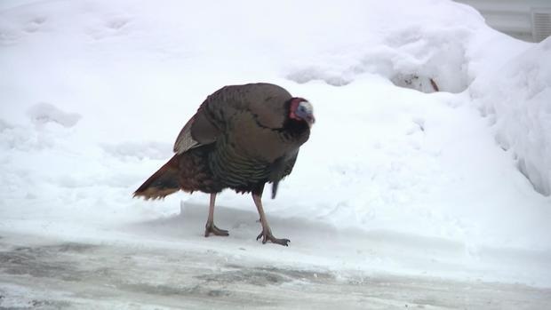 Wild Turkey Terrorizes Neighbors in Coon Rapids Mobile Home Park